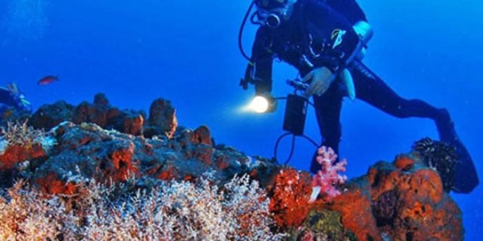 Menjangan Snorkeling